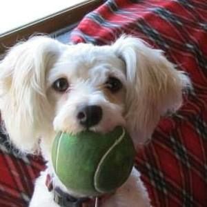 Meet your Posher, Karin